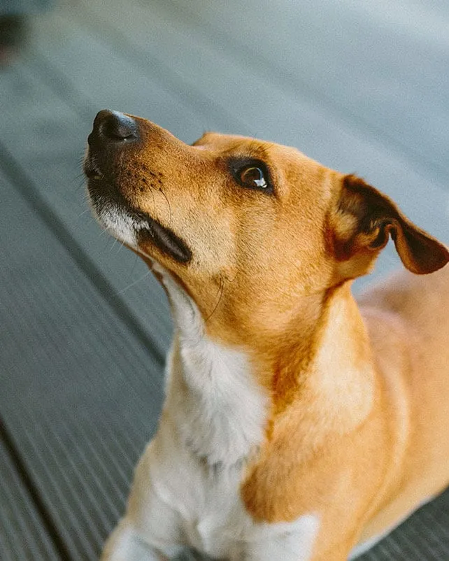 Jack Russell terrier looking up on a wooden porch