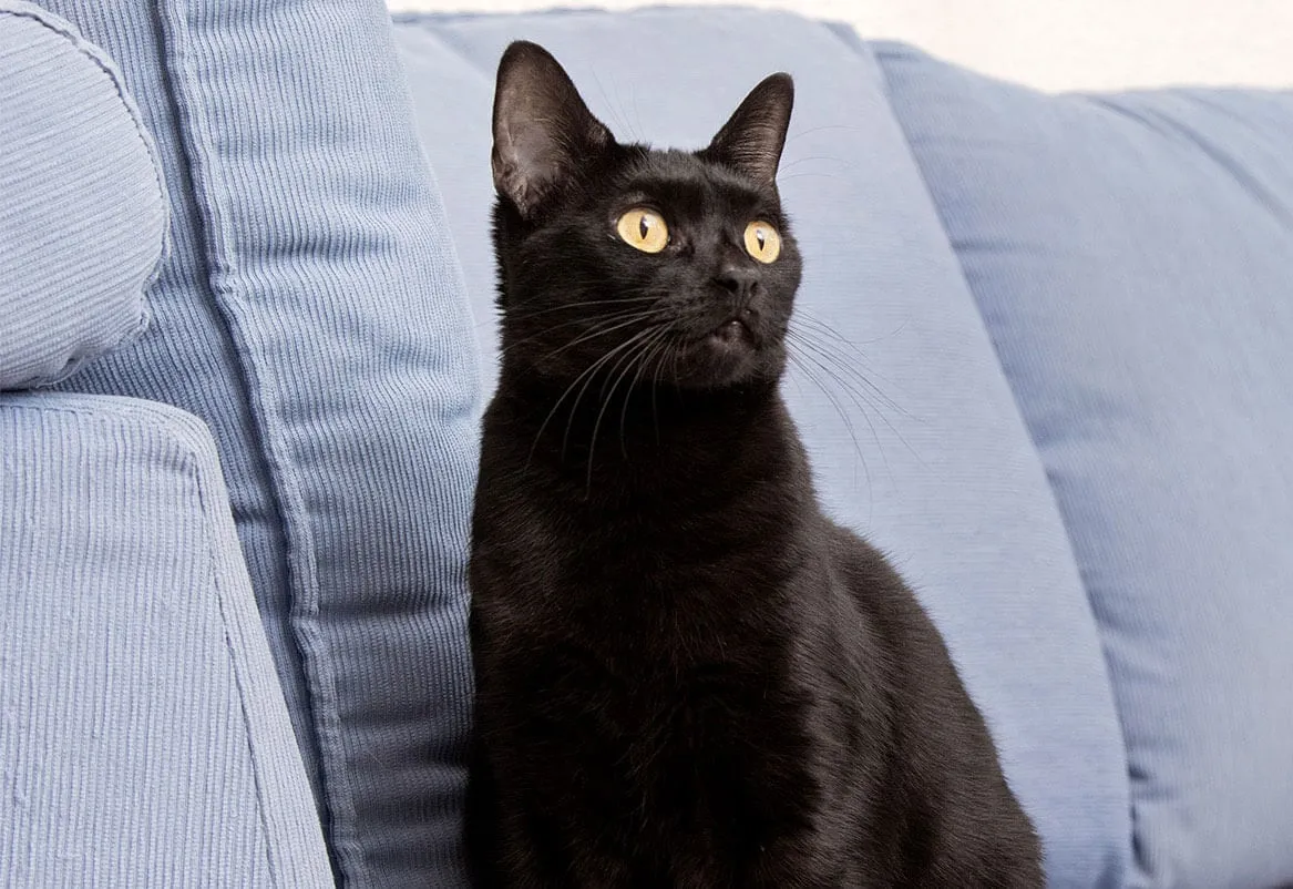 Black cat sitting on a light blue sofa