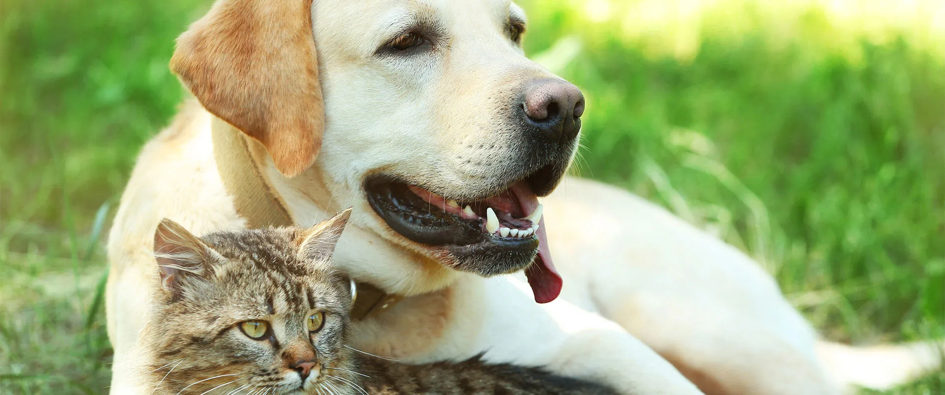 Yellow Labrador retriever lying in the grass with a tabby cat