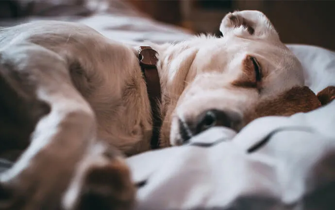 Dog sleeping on a bed