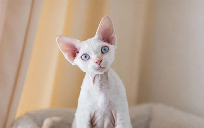 White kitten with blue eyes sitting on a bed
