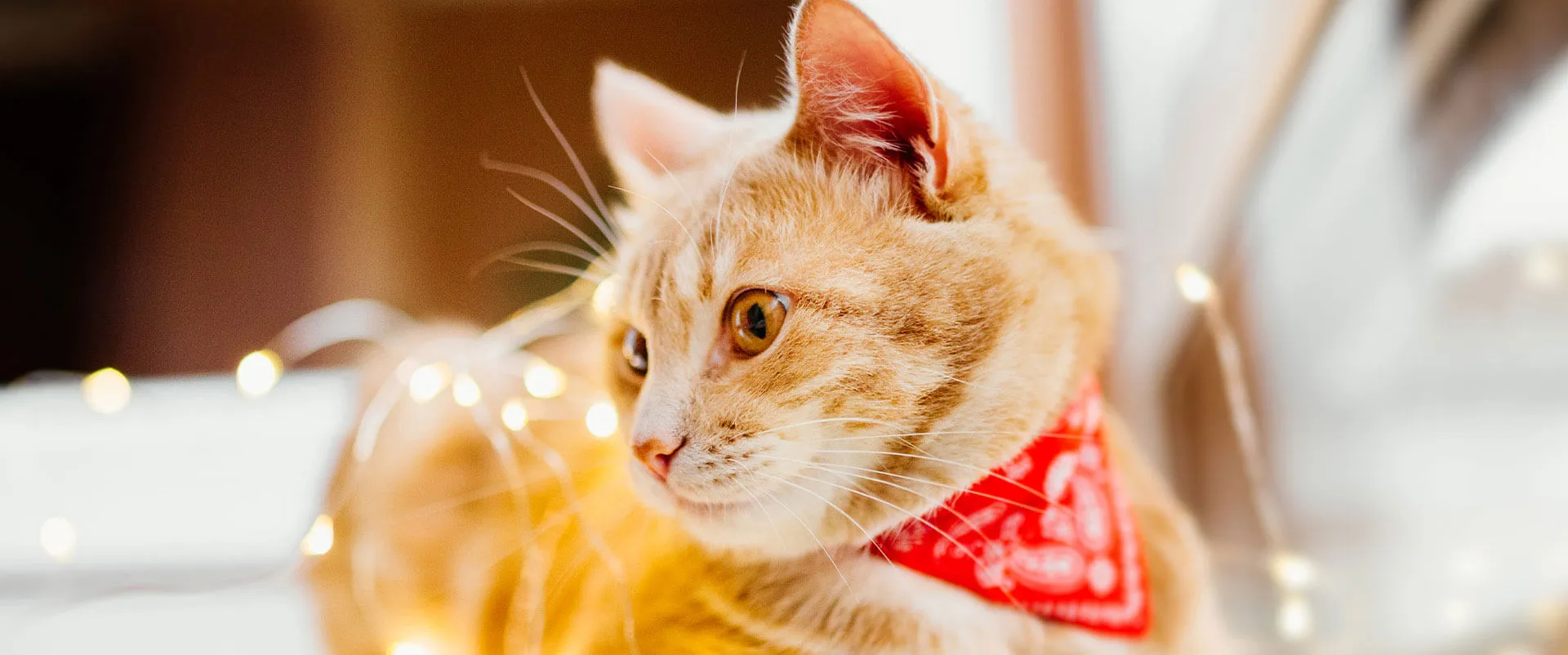 Orange cat wearing a red bandana