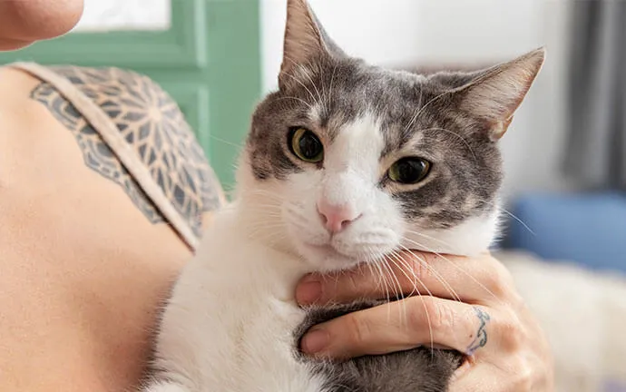Gray and white cat held in a person's arms