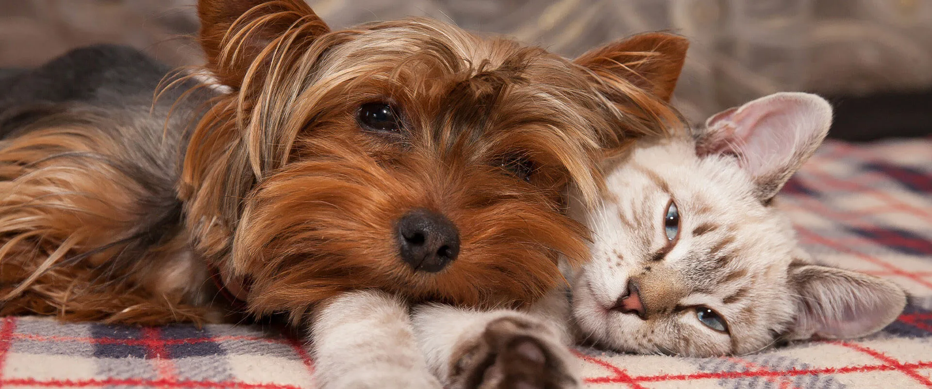 Yorkshire terrier and tabby cat lying together on a blanket