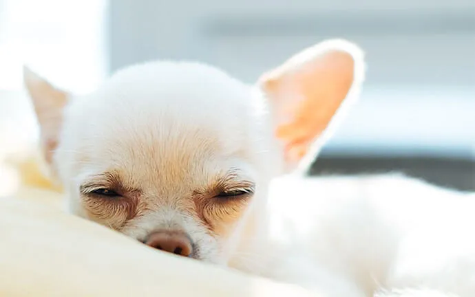 White Chihuahua napping on a blanket