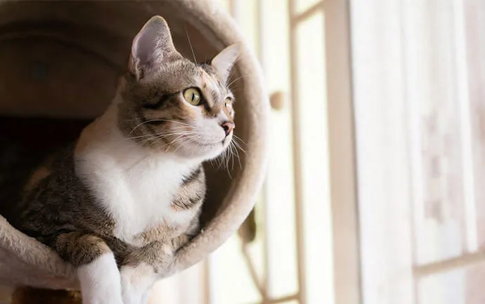 Tabby cat peeking out of a cat tunnel