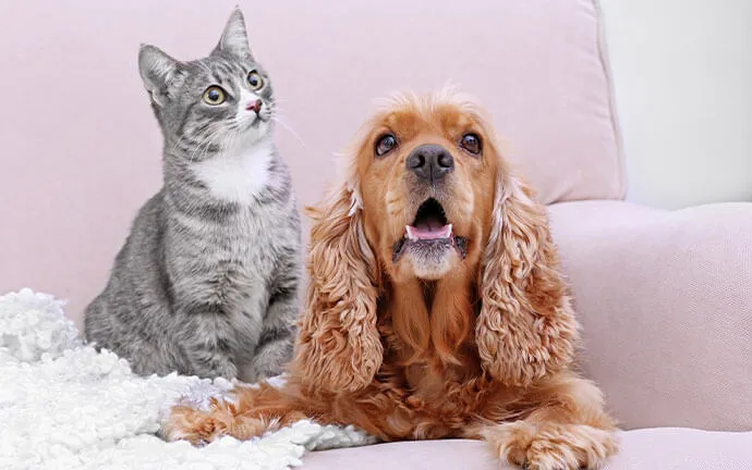 Tabby cat and cocker spaniel sitting on a sofa