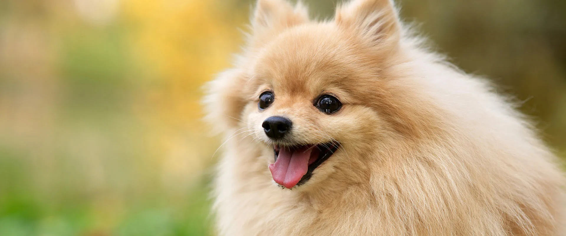 Fluffy Pomeranian smiling outdoors