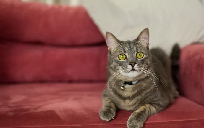 Tabby cat lying on a red sofa