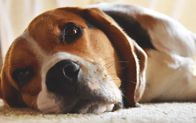 Beagle resting its head on the floor