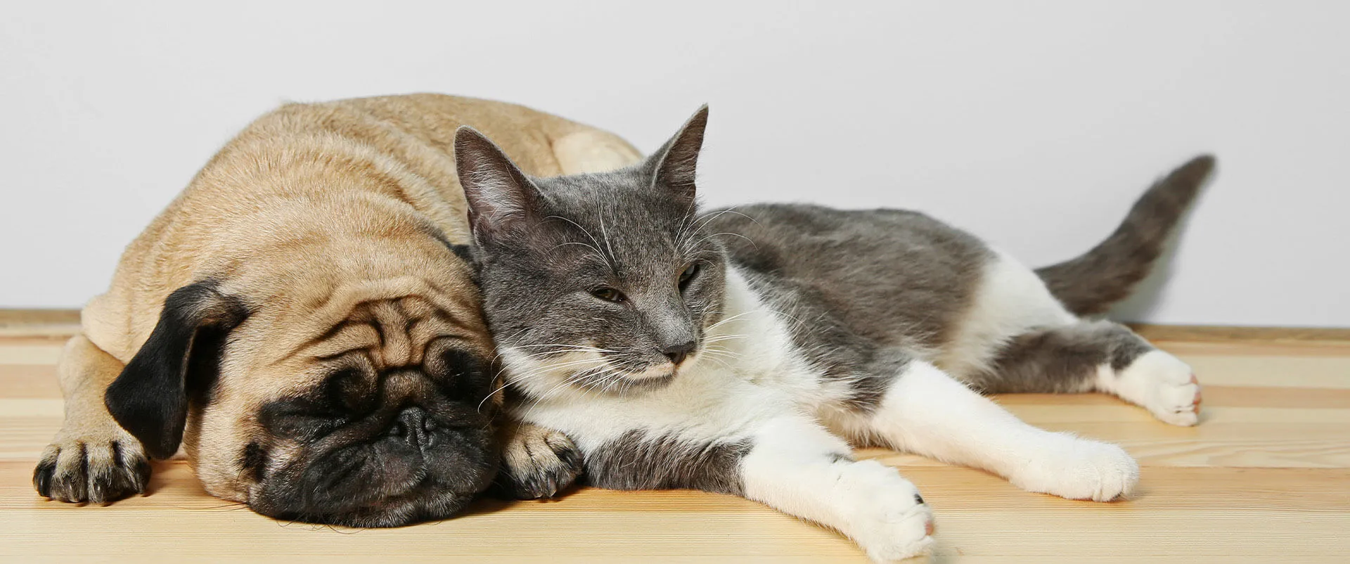 Pug and a gray and white cat sleeping side by side