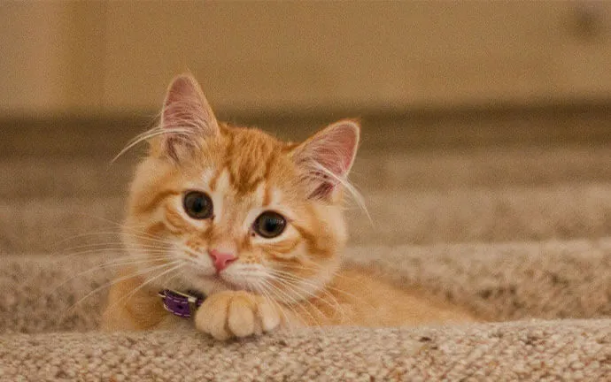 Ginger kitten lying on a carpet