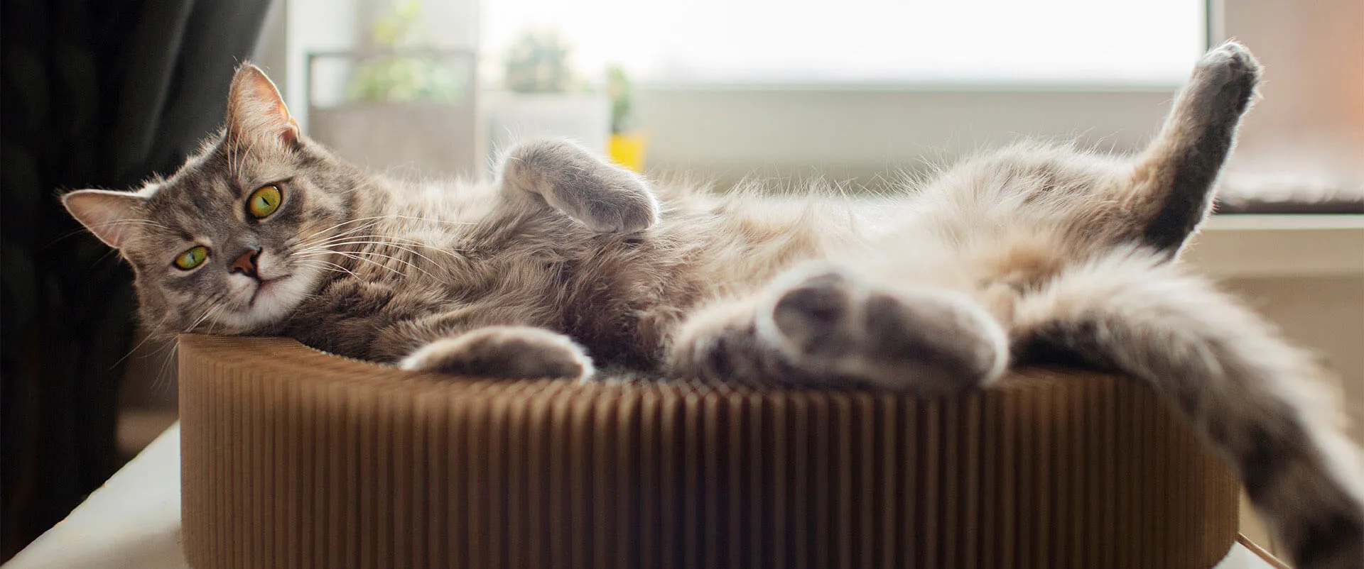 Tabby cat stretched out in a cardboard scratcher bed