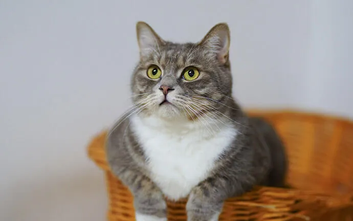 Gray and white cat sitting in a wicker basket