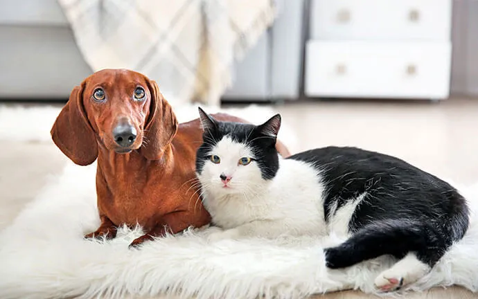 Dachshund and a black and white cat lying together on a rug