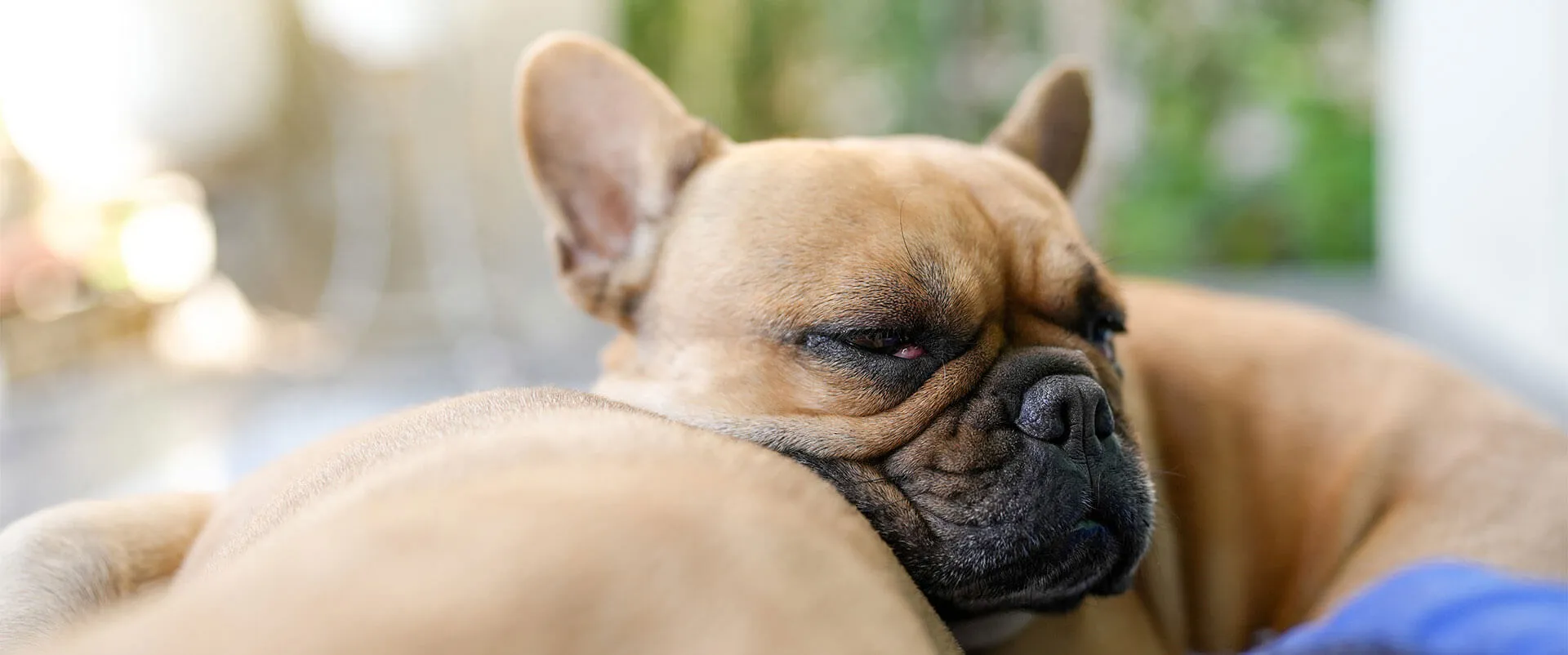 French bulldog resting its head on a cushion