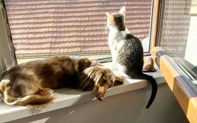 Dog and cat sitting together on a sunny windowsill