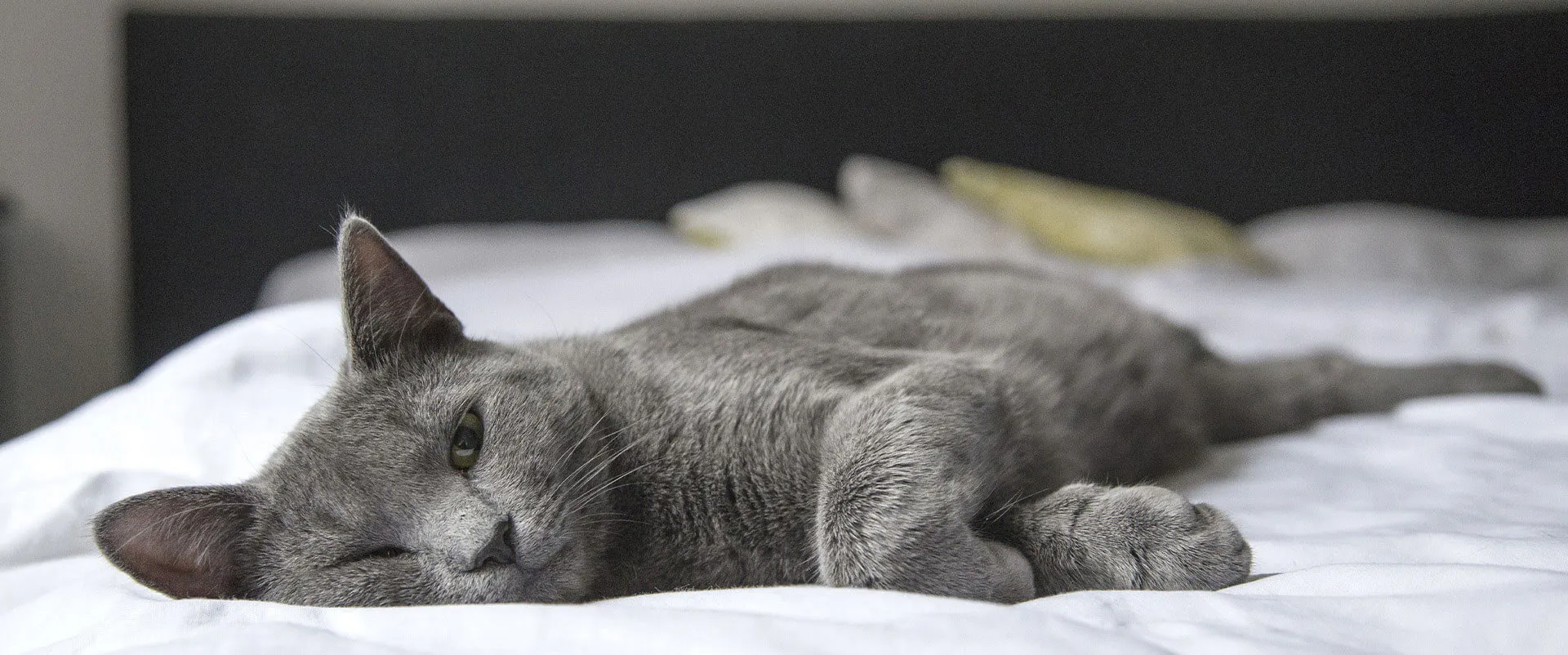 Gray cat sleeping on a white bed