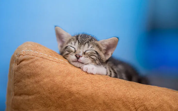Tabby kitten sleeping on an orange cushion
