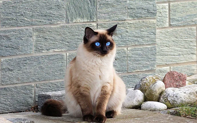 Siamese cat sitting by a stone wall