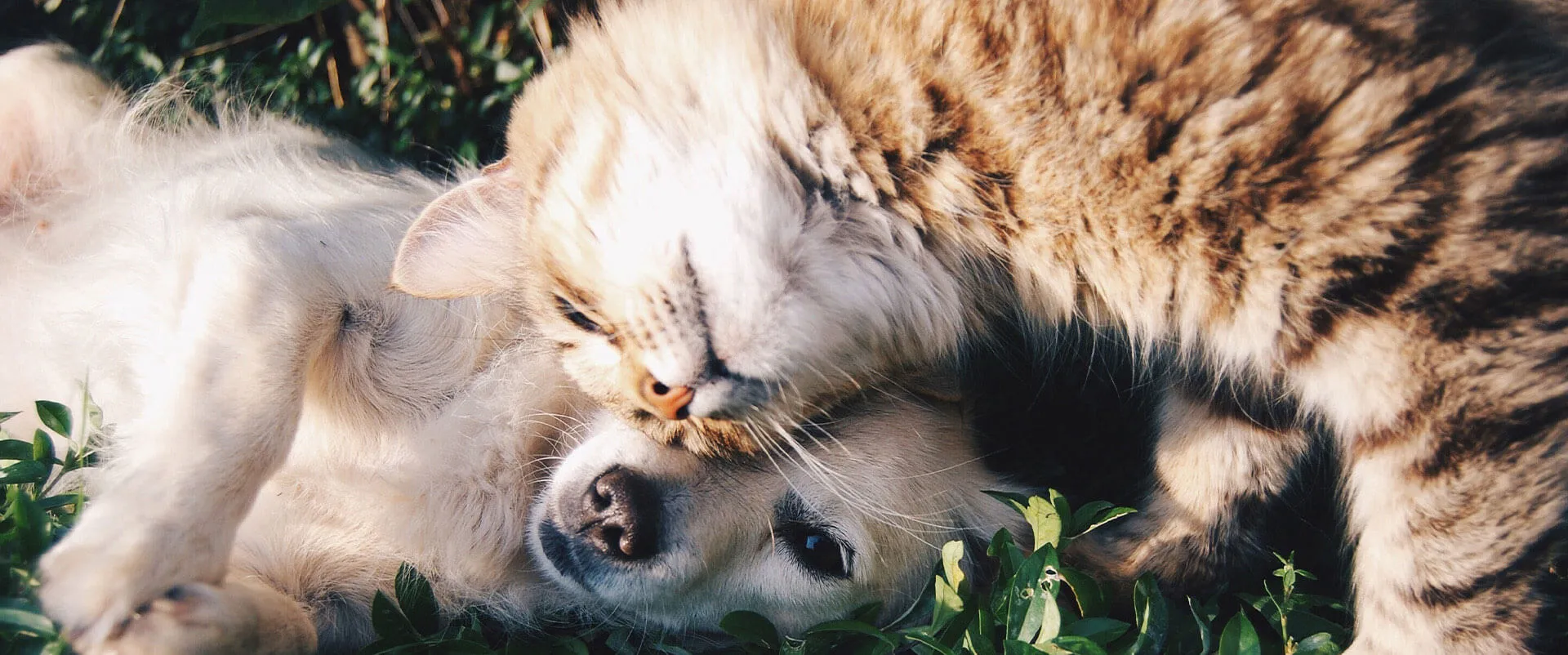 Tabby cat and puppy cuddling in the grass