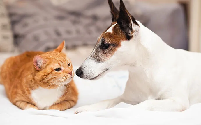 Orange cat and white dog touching noses on a bed