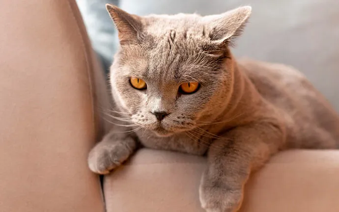 British shorthair cat lounging on a sofa arm