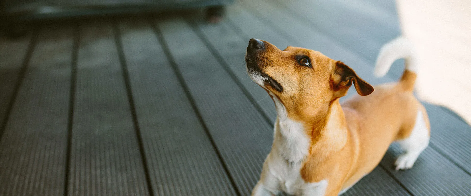 Jack Russell terrier sitting on a wooden deck, looking up