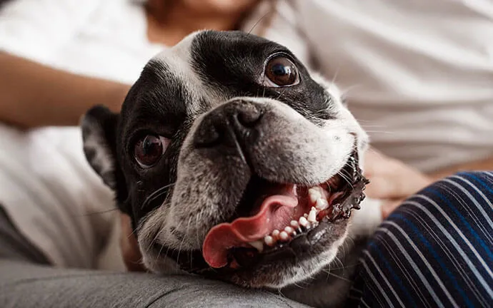 Boston terrier smiling on a couch