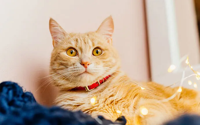 Orange cat with a red collar lying on a blanket