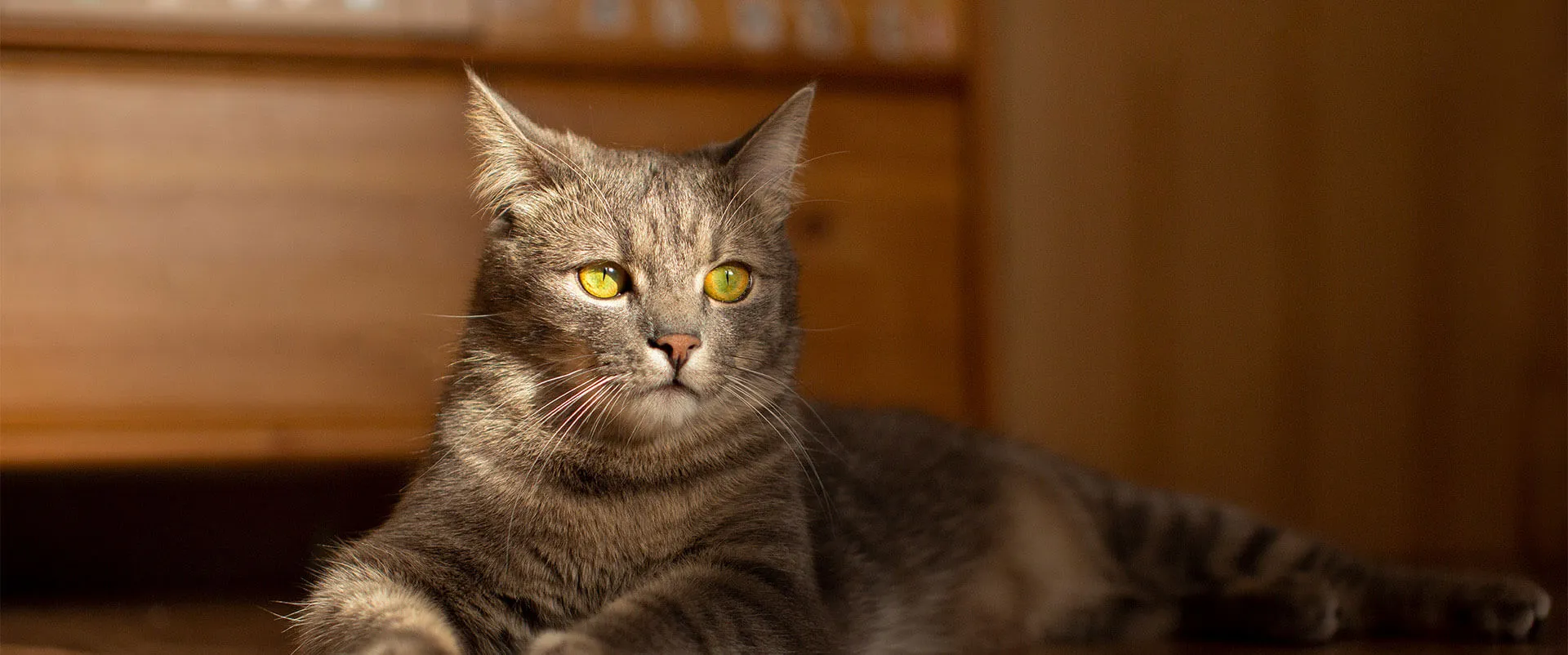 Gray tabby cat lying on a wooden floor