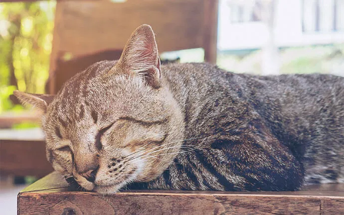 Tabby cat sleeping on a wooden table