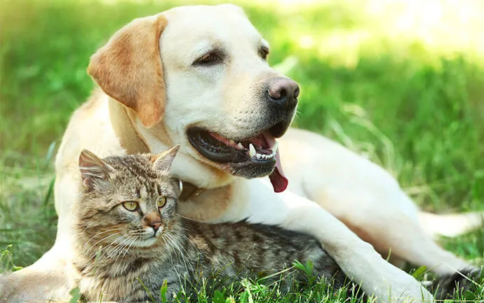 Yellow Labrador lying in the grass with a tabby cat