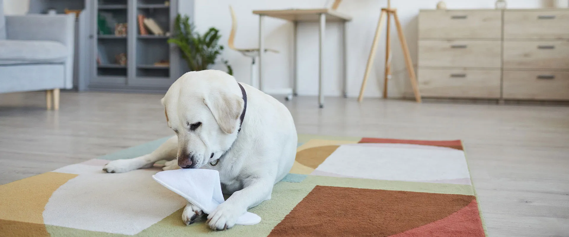 Yellow Labrador chewing a piece of paper on a living room rug