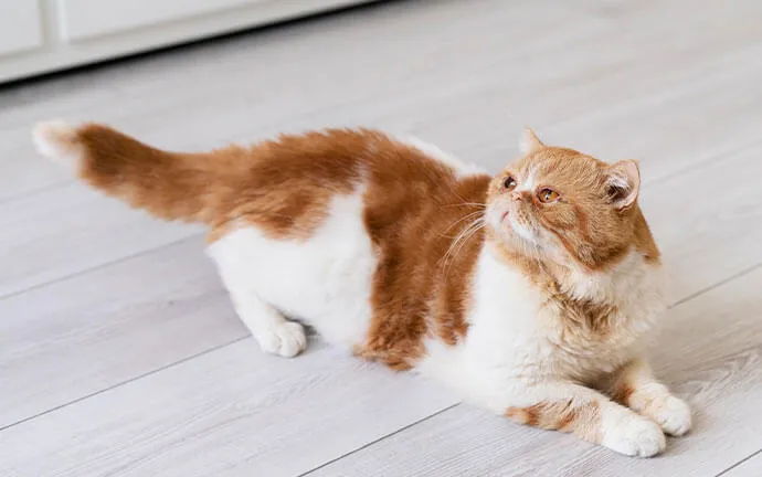 Orange and white cat crouching on a light wood floor