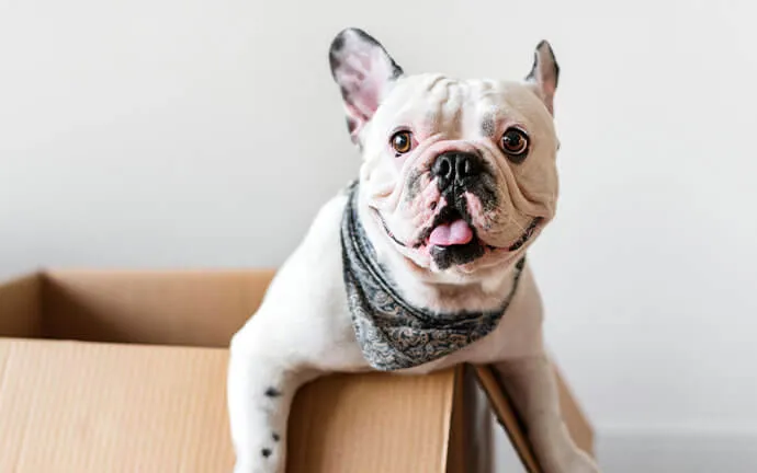 French bulldog in a bandana climbing out of a cardboard box
