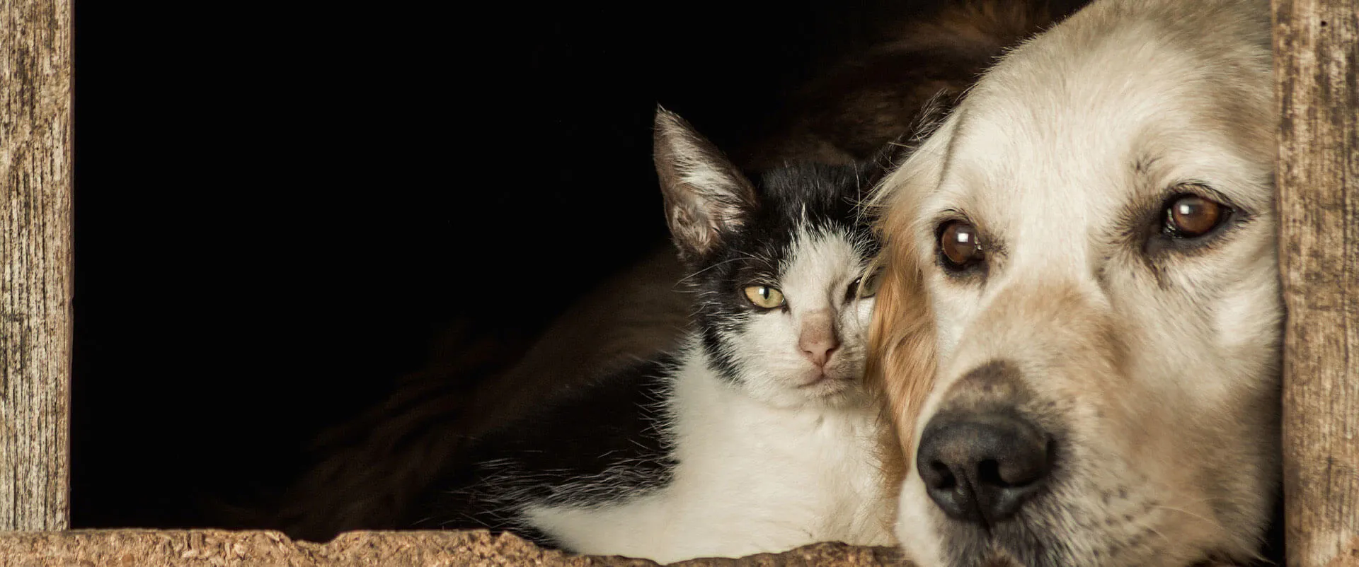 Golden retriever and a kitten peeking out of a doorway