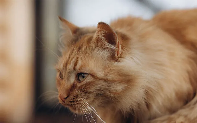 Long-haired orange cat resting