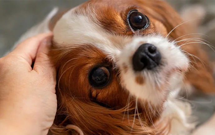Cavalier King Charles spaniel getting a head scratch
