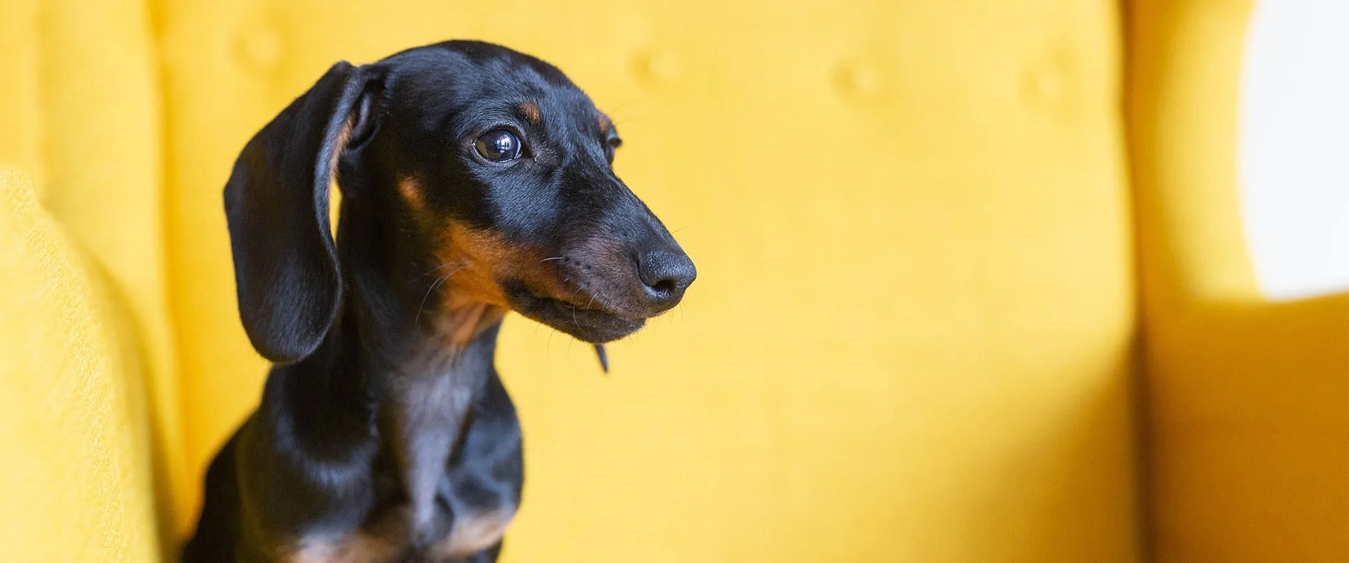 Black and tan dachshund sitting in a yellow armchair