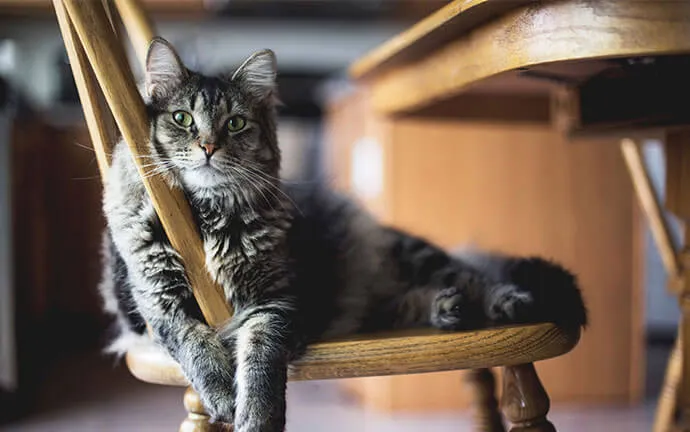 Tabby cat lying on a wooden chair