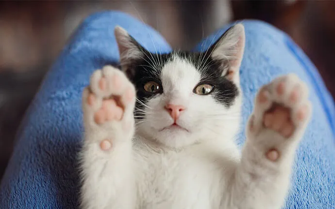 Black and white kitten with its paws raised