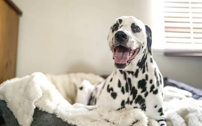 Smiling Dalmatian lying in a fluffy pet bed