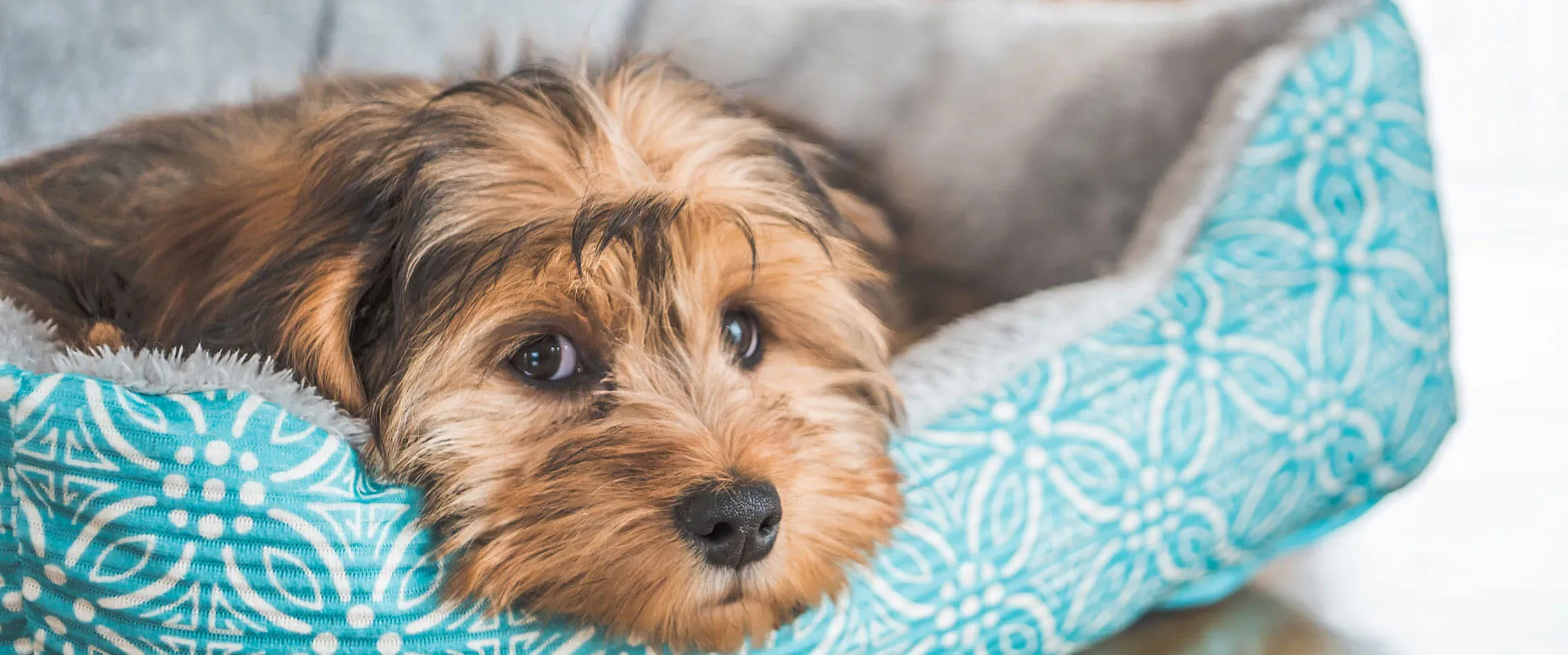 Yorkshire terrier resting in a blue pet bed