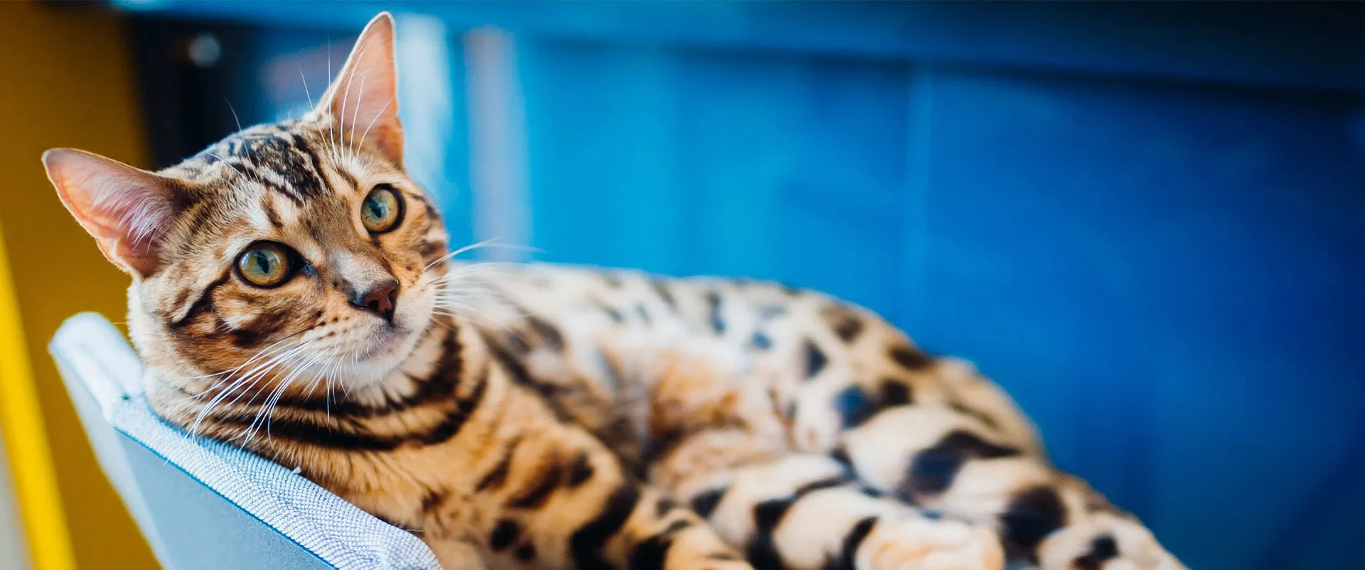 Bengal cat lounging on a blue chair