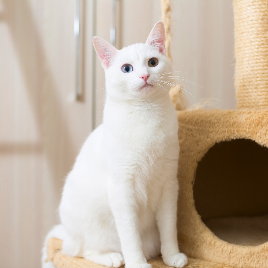 A white cat perched atop a scratching pos a white cat sitting on a cat tree