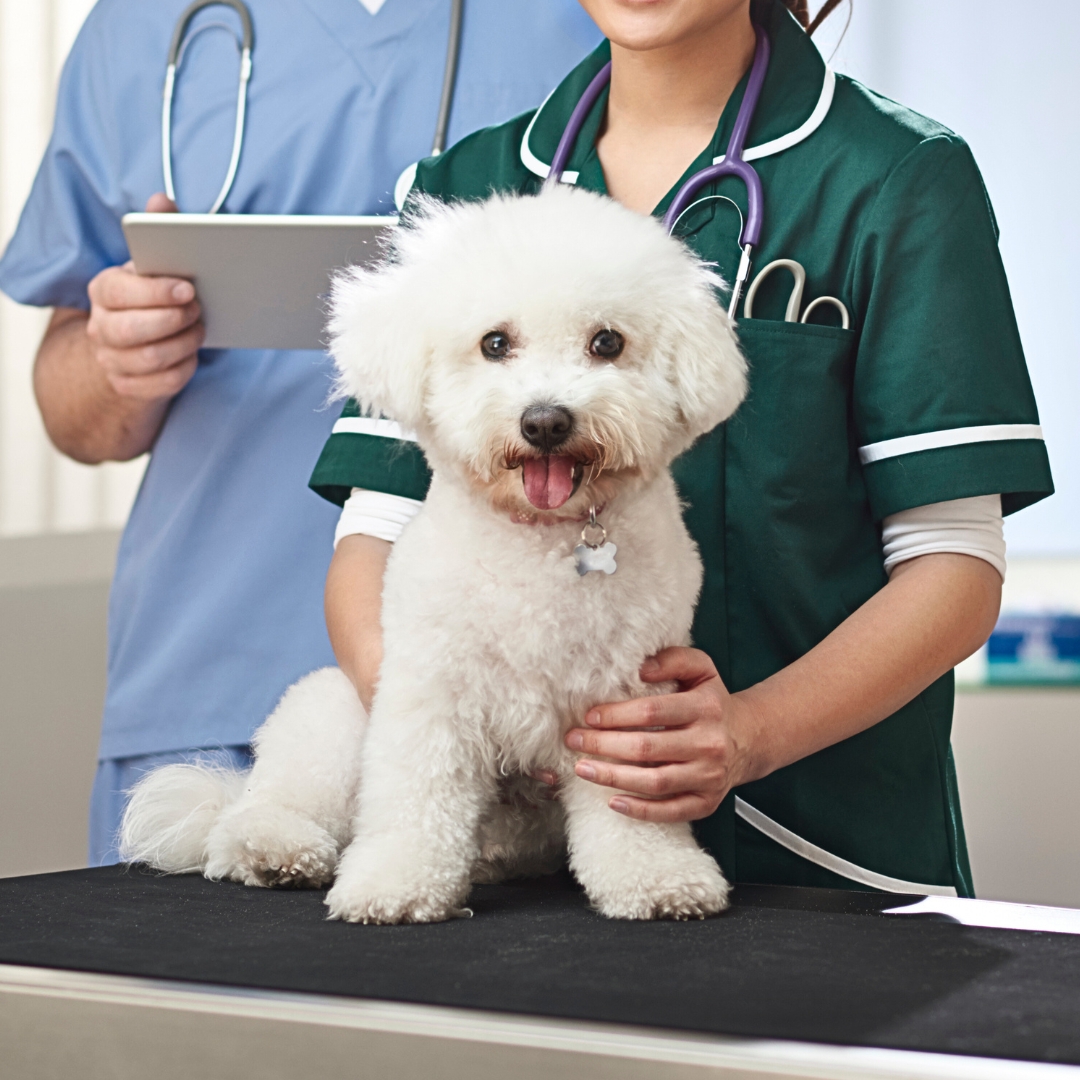 Young girl and vet with bichon frise dog a dog sitting on an exam table