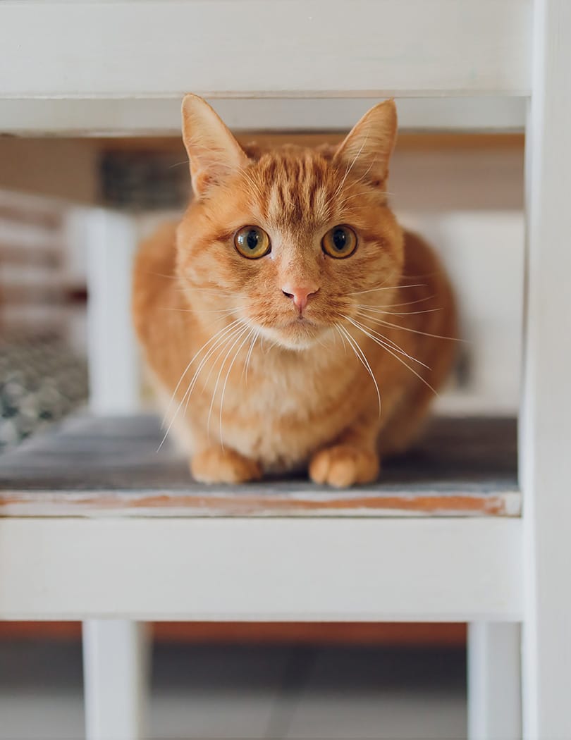 An orange cat lays on a chair